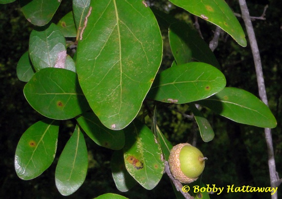 {Quercus laurifolia}